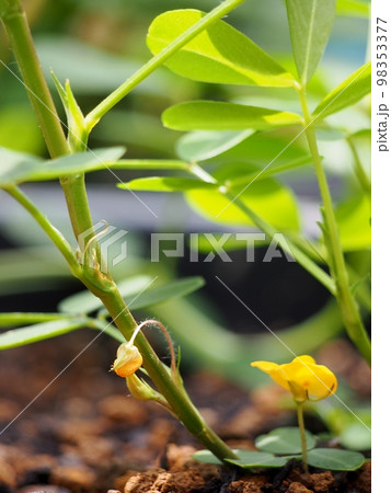 落花生の花が落下を始めました 落花生の花が落下を始めました 98353377