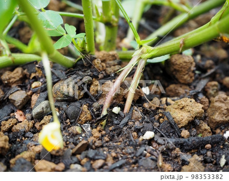 地面にもぐった落花生の子房柄 地面にもぐった落花生の子房柄 98353382
