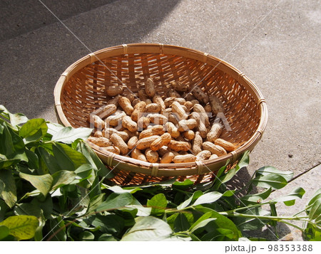 落花生の収穫 98353388