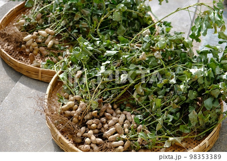 落花生の収穫 落花生の収穫 98353389