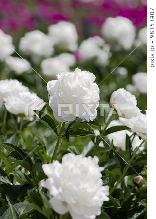 芍薬園に白い芍薬の花が咲いています。このシャクヤクの名前は滝の粧（タキノヨソオイ）です。 98353407