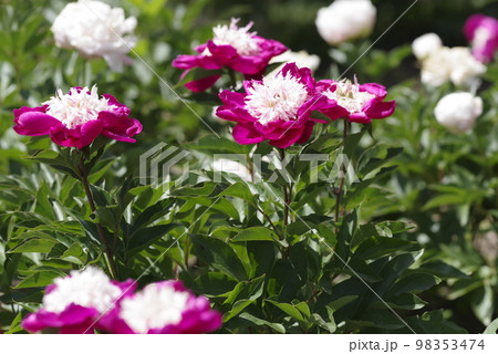 芍薬園に赤紫の芍薬が咲いています。このシャクヤクの名前はビロードクイーンです。 芍薬園に赤紫の芍薬が咲いています。このシャクヤクの名前はビロードクイーンです。 98353474