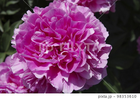 芍薬園にピンク色のシャクヤクが咲いています。このシャクヤクの名前はサラ・ベルナールです。 芍薬園にピンク色のシャクヤクが咲いています。このシャクヤクの名前はサラ・ベルナールです。 98353610