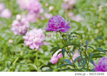 芍薬園にピンク色のシャクヤクが咲いています。 98353690