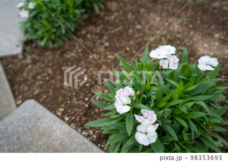 夏の花壇で咲く白いナデシコの花 98353693