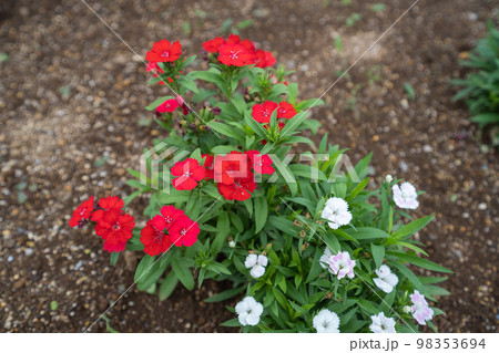 夏の花壇で咲く白と赤のナデシコの花 98353694