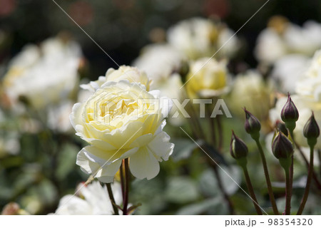 薔薇園に薄黄色の薔薇の花が咲いています。このバラの名前はれもんです。 薔薇園に薄黄色の薔薇の花が咲いています。このバラの名前はれもんです。 98354320