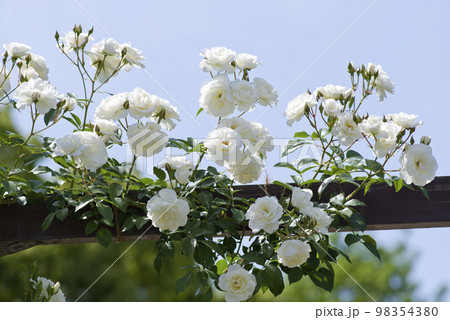 薔薇園に白い薔薇の花が咲いています。このバラの名前はアイスバーグ（シュネーヴィッチェン）です。 98354380