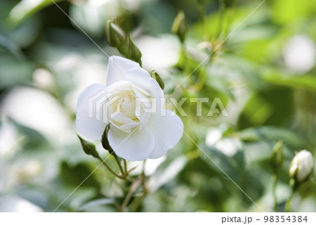 薔薇園に白い薔薇の花が咲いています。このバラの名前はアイスバーグ（シュネーヴィッチェン）です。 98354384