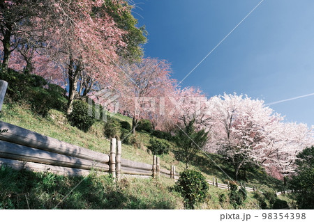 大美和の杜展望台の桜 98354398