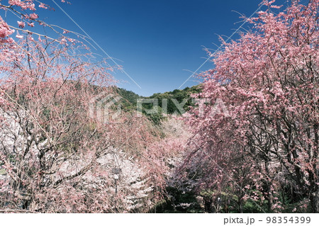 大美和の杜展望台の桜 大美和の杜展望台の桜 98354399