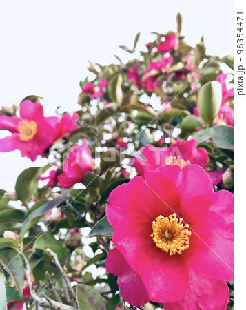 さざんか さざんか 98354471