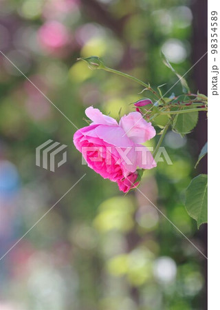 薔薇園にピンク色の薔薇の花が咲いています。このバラの名前はパレードです。 薔薇園にピンク色の薔薇の花が咲いています。このバラの名前はパレードです。 98354589