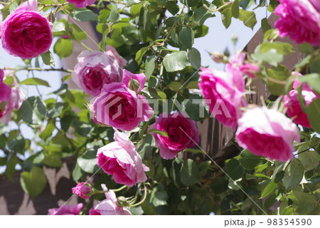 薔薇園にピンク色の薔薇の花が咲いています。このバラの名前はパレードです。 薔薇園にピンク色の薔薇の花が咲いています。このバラの名前はパレードです。 98354590