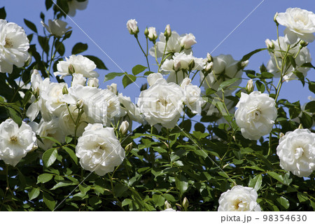 青空に白い薔薇の花が咲いています。このバラの名前はアイスバーグ(シュネーヴィッチェン)です。 青空に白い薔薇の花が咲いています。このバラの名前はアイスバーグ(シュネーヴィッチェン)です。 98354630