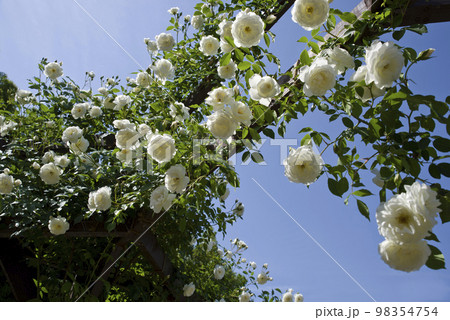 青空の下に白い薔薇の花が咲いています。このバラの名前はアイスバーグ(シュネーヴィッチェン)です。 青空の下に白い薔薇の花が咲いています。このバラの名前はアイスバーグ(シュネーヴィッチェン)です。 98354754