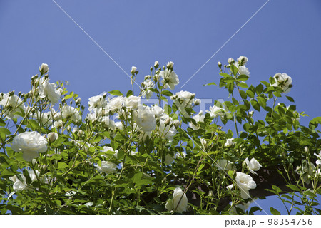 青空の下に白い薔薇の花が咲いています。このバラの名前はアイスバーグ（シュネーヴィッチェン）です。 98354756