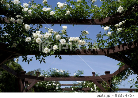 青空の下に白い薔薇の花が咲いています。このバラの名前はアイスバーグ（シュネーヴィッチェン）です。 98354757