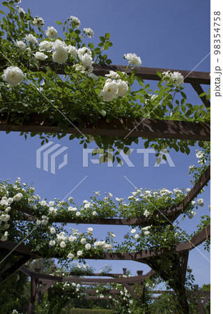 青空の下に白い薔薇の花が咲いています。このバラの名前はアイスバーグ（シュネーヴィッチェン）です。 98354758