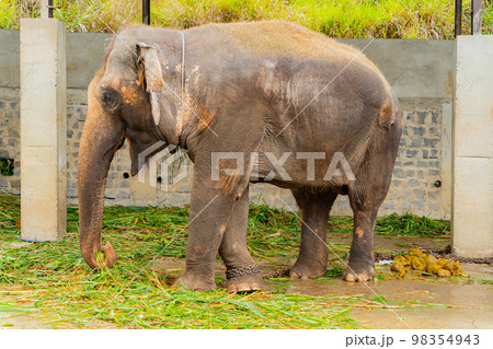 An elephant on a chain. An elephant on a chain. 98354943