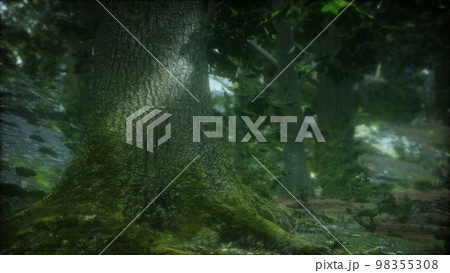 Rain forest in Central America 98355308