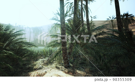 Palm trees in the desert 98355309