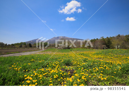 春の浅間山と満開のタンポポ／長野県北佐久郡軽井沢町 98355541