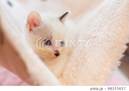 仔猫　生後4週間　保護猫 98355657