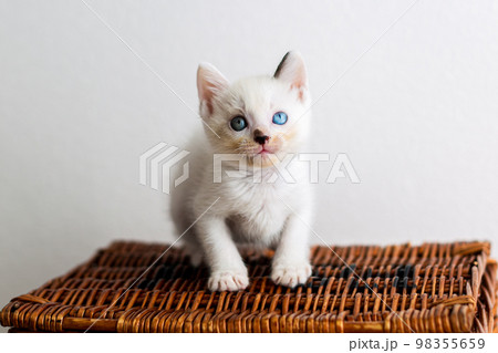 仔猫　生後4週間　保護猫 98355659