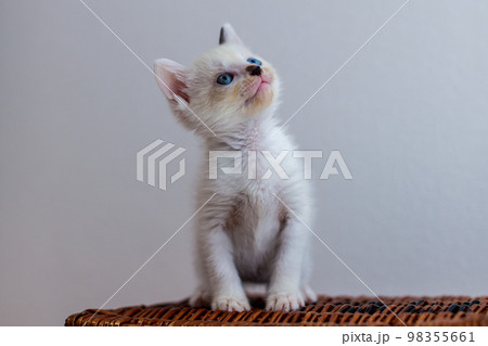 仔猫　生後4週間　保護猫 98355661