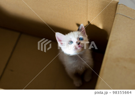 仔猫 生後4週間 保護猫 仔猫 生後4週間 保護猫 98355664