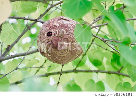 巣の入り口からこちらを見るスズメバチ 98356191