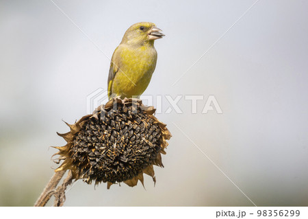 European greenfinch (Chloris chloris) bird is eating seeds on a sunflower 98356299