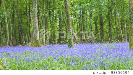 Bluebells forest view in the afternoon, field of french Bluebells 98356594