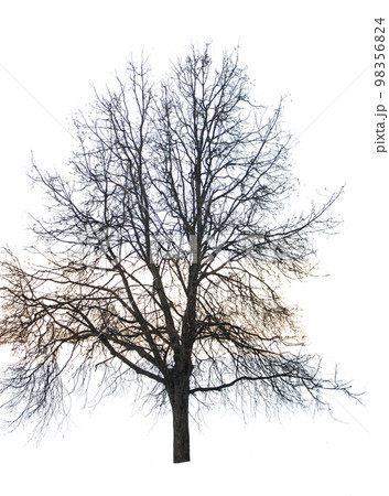 bare tree Isolated on white background 98356824
