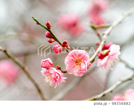 新春に咲き始めた美しい梅の花　紅梅 98356882