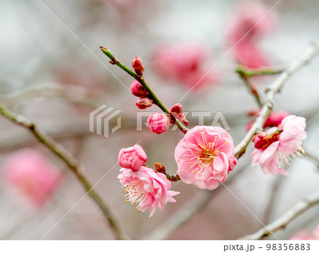 新春に咲き始めた美しい梅の花　紅梅 98356883