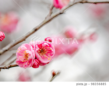 新春に咲き始めた美しい梅の花　紅梅 98356885