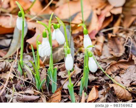 落ち葉から芽を出したかわいいジャイアントスノードロップの花 98356962