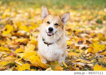 pembroke corgi on an autumn walk pembroke corgi on an autumn walk 98357111