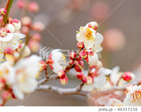 新春に咲き始めた美しい梅の花 白梅 新春に咲き始めた美しい梅の花 白梅 98357238