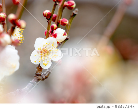新春に咲き始めた美しい梅の花　白梅 98357247