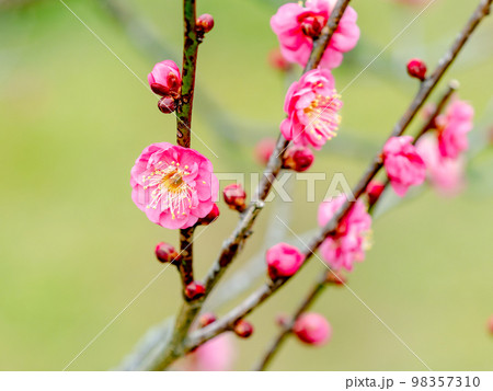 新春に咲き始めた美しい梅の花　紅梅 98357310
