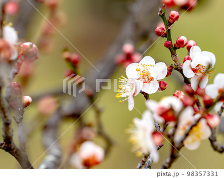 新春に咲き始めた美しい梅の花 白梅 新春に咲き始めた美しい梅の花 白梅 98357331