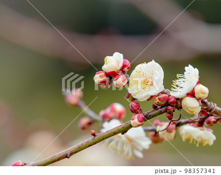 新春に咲き始めた美しい梅の花 白梅 新春に咲き始めた美しい梅の花 白梅 98357341
