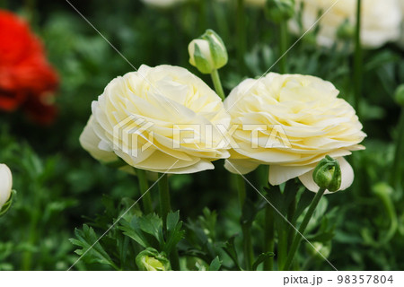 Ranunculus flora. A blossomed flower with detailed petals shot Ranunculus flora. A blossomed flower with detailed petals shot 98357804