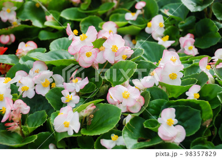 Begonias, semperflorens begonias, in the garden, potted begonia Begonias, semperflorens begonias, in the garden, potted begonia 98357829
