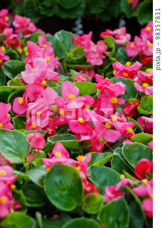 Begonias, semperflorens begonias, in the garden, potted begonia Begonias, semperflorens begonias, in the garden, potted begonia 98357831