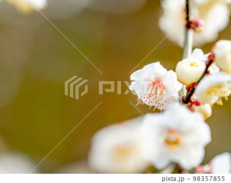 新春に咲き始めた美しい梅の花 白梅 新春に咲き始めた美しい梅の花 白梅 98357855