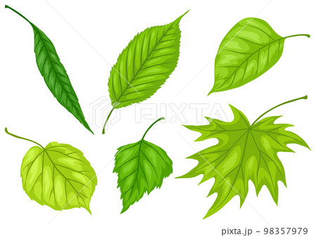 Set of spring leaves. Beautiful decorative foliage. Set of spring leaves. Beautiful decorative foliage. 98357979